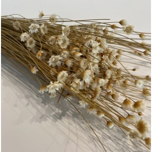 Γλίξια glixia εκρού pp0943000 Γλίξια glixia εκρού pp0943000